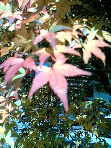 sser-071110_130901[1]